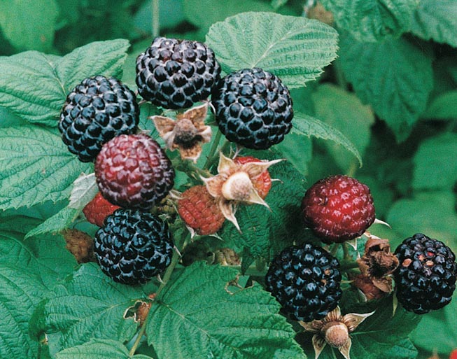 Rubus `jewel black`<br /> 